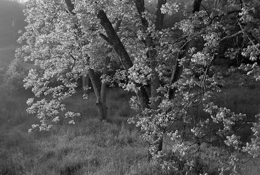 Our Pecan Trees, Athens, Georgia, 2013